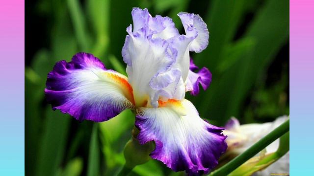 Süsen - Iridaceae смотреть онлайн
