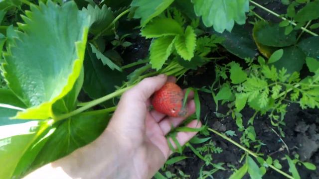 Клери и другие сорта на 30 мая, после недельный дождей смотреть онлайн