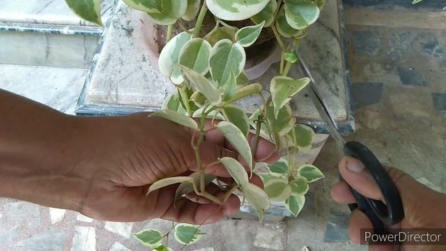Beautiful hanging plants | Peperomia scandens variegata | Pendilanthus curly pink #hangingplants смотреть онлайн