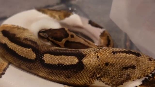 Warning Live Feeding / Ball Python Eats Mouse