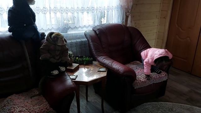 обезьяны на прогулке? Весна...(Ч.1).#monkey #petmonkey #обезьяна #домашниемакаки #гиббон #экзотика смотреть онлайн