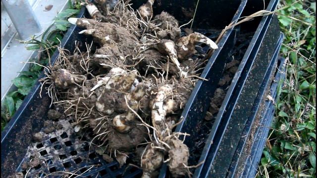Digging and Dividing Daffodil Bulbs - Cut Flower Farm Growing Flowers Gardening for Beginners смотреть онлайн