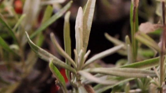 Черенки лаванды через 20 дней смотреть онлайн