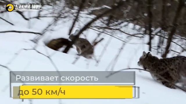 Универсальный охотник и эксперт в выживании. Рыжая рысь - интересные факты из жизни смотреть онлайн