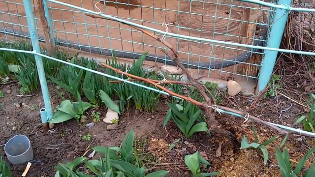 Виноград в Подмосковье на 17.04.2020г. на улице и в теплице смотреть онлайн