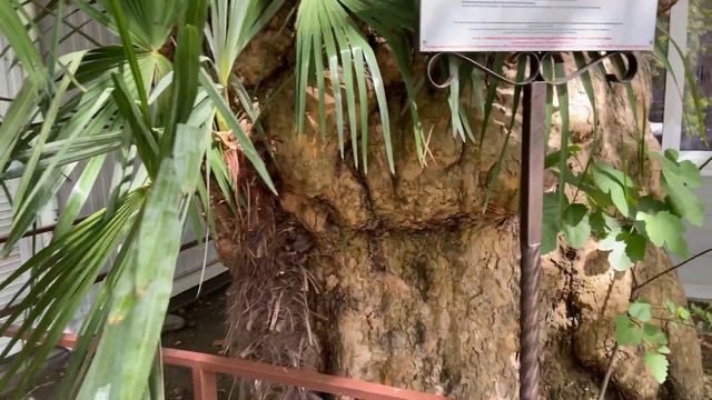 Прогулка по Сочи(Адлер) Адлерский рынок 2021 цены на Жилье В Сочи на Май Июнь