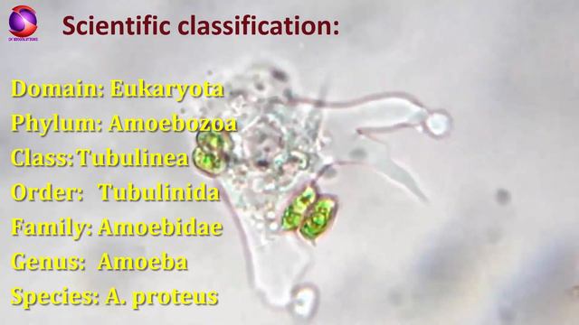 General Characters And Classification Of Amoeba