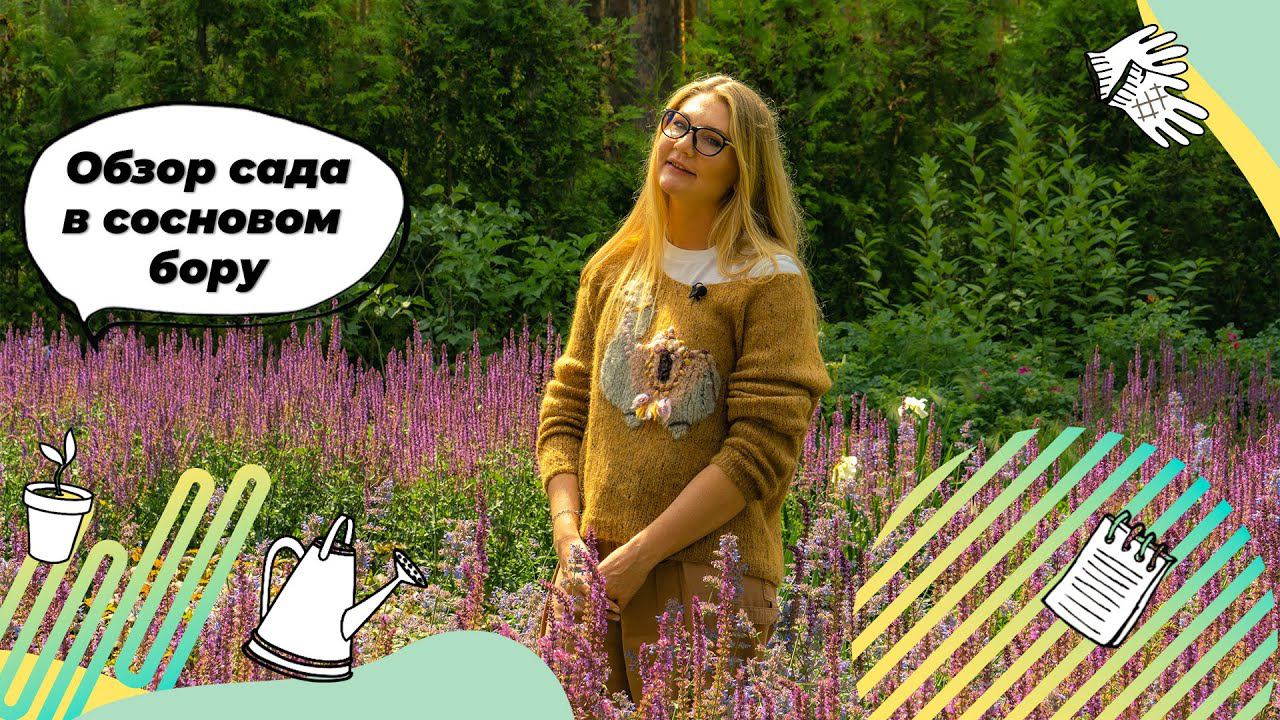Обзор сада в сосновом бору летом 2023 года | Сад в лесу | Ландшафтный дизайн смотреть онлайн