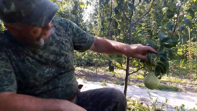 Груша Просто Мария и Талгарская красавица смотреть онлайн