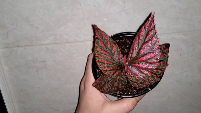 Begonia Hairy Spots