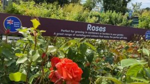 ФИОЛЕТОВЫЕ РОЗЫ! Саженцы Роз. Лондон. Обзор. Rose Let’s Celebrate