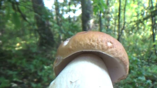 Белые грибы Подмосковья 2017. Ох как их много. смотреть онлайн