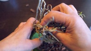 Как пересадить орхидею фаленопсис. Пересадка орхидеи с воздушными корнями