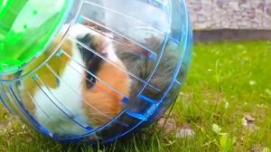 Стали СУПЕР ГЕРОЯМИ на 24 ЧАСА! Морская Свинка Бузя и Кузя Вера Челлендж в реальной жизни Тимофей!!