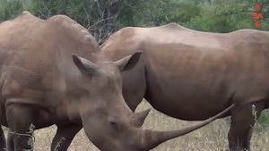 Кто сильней Бегемот или Носорог? Гиганты в деле...