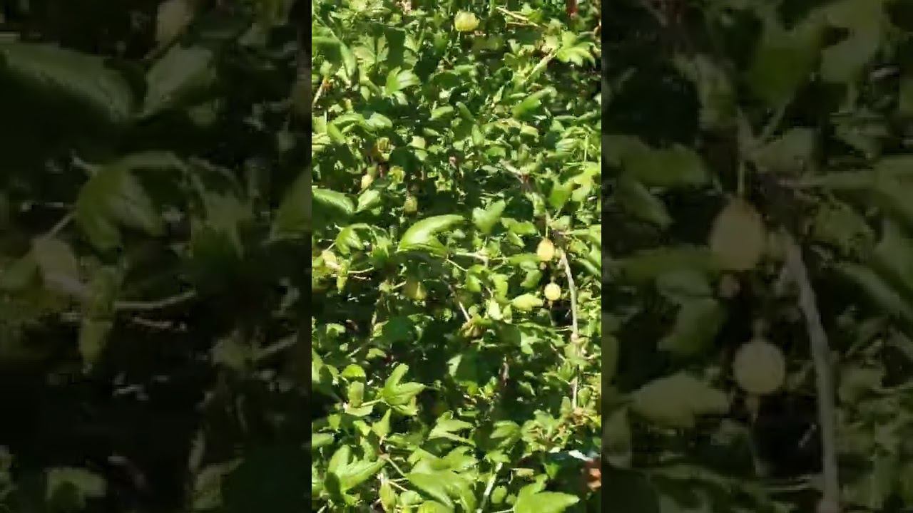 А у нас в саду растут кустики колючие смотреть онлайн