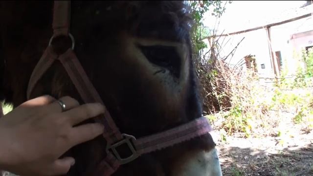 living like Robinson Crusoe - on the Eco Adventure Hill - the garden 2015 смотреть онлайн