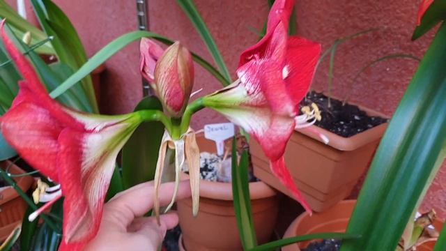 Barbados hippeastrum смотреть онлайн