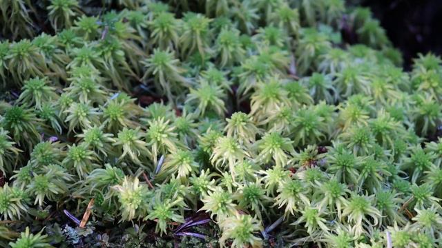 White-Toothed Peat Moss смотреть онлайн