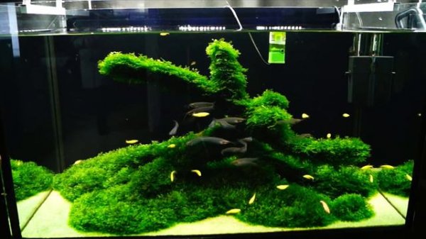 Ломариопсис линеата (lomariopsis lineata)