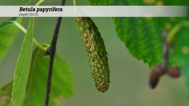 paper birch (Betula papyrifera) смотреть онлайн
