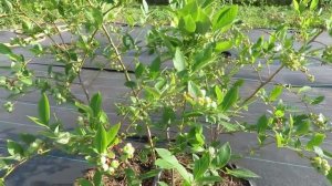 Самые Вкусные Сорта Голубики!