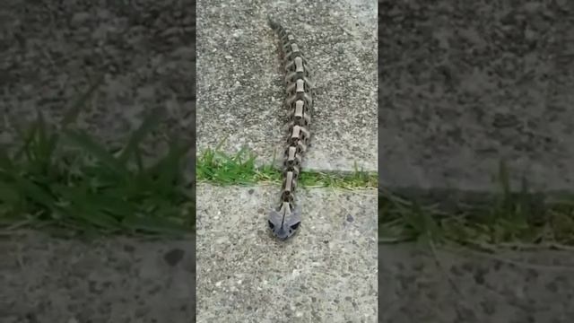 Габонская гадюка обитающая в Африке #shorts #подпишись #гадюка смотреть онлайн