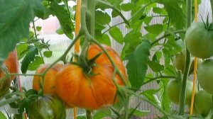 Томат Мечта Алисы. Стоит попробовать!