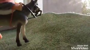 Типы лошадей шляйх ?