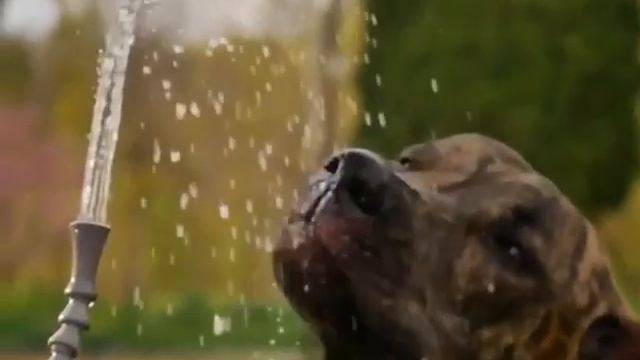 Этот солнечный очиститель воды можно использовать для мытья рук, горячего душа или питья | НАУКА 4. смотреть онлайн