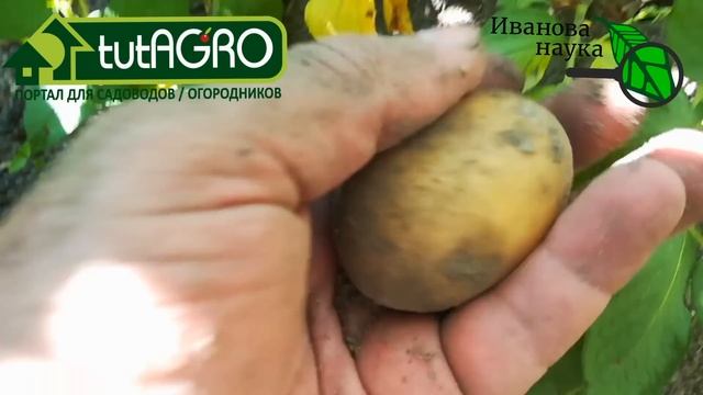 Мелкая картошка? Увеличиваем урожай бульбы! Простой и надёжный способ увеличить размер клубней. смотреть онлайн