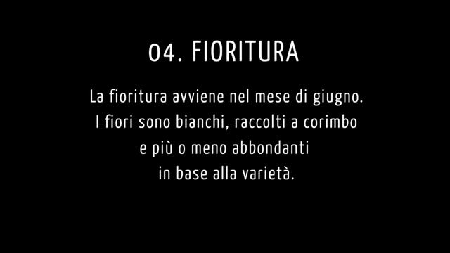 ORTO BIOLOGICO ON LINE: PATATE