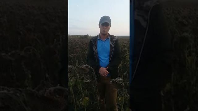 ООО "Восток", Курская область, гибрид подсолнечника Фаусто. смотреть онлайн