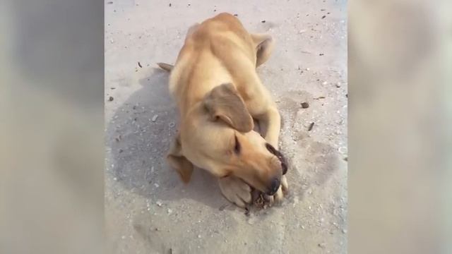 Сибиряки приютили бездомную дворняжку с Кубы смотреть онлайн