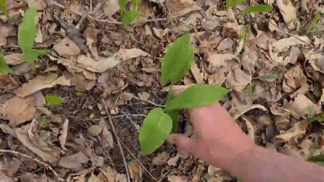 Сбор черемши. Полезный лесной продукт. Медвежий лук в простонародье. смотреть онлайн