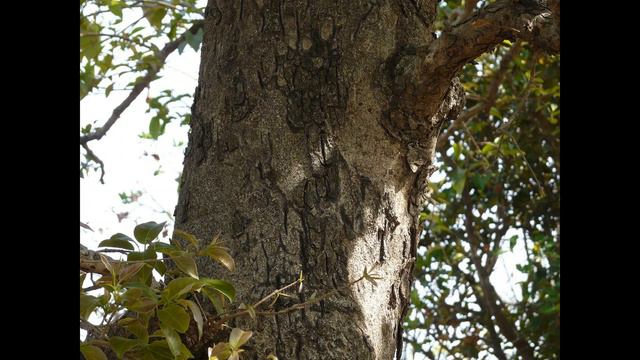 PLANTAS MEDICINALES Gaulteria, Artemisa, Bacopa, Sideritis, Mirobalan , Perilla, Moringa, Cyclamen смотреть онлайн