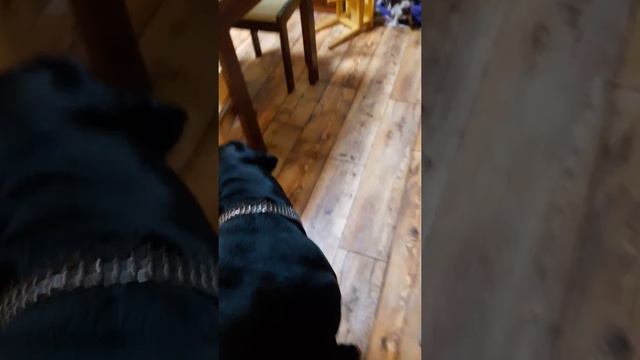 кане корсо и французский бульдог. продолжаем знакомство смотреть онлайн