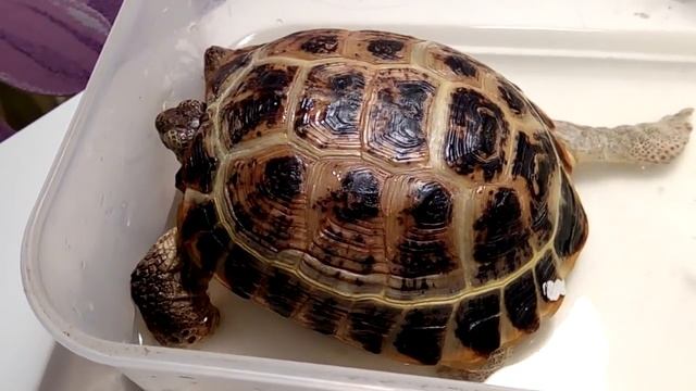 Новый питомец? Сухопутная среднеазиатская черепаха Татра? смотреть онлайн