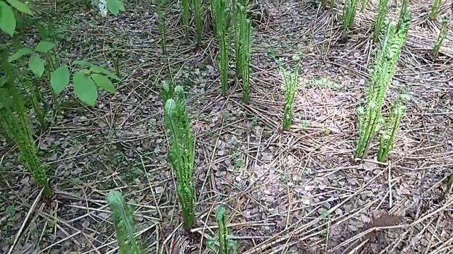 Страусник! Развитие растений просто завораживает!! На это как на огонь и воду можно смотреть смотреть онлайн