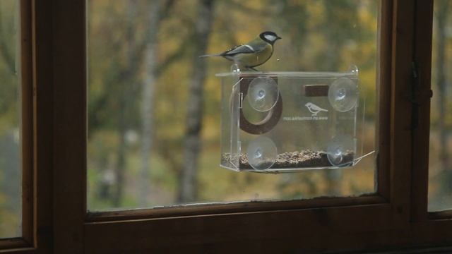 Прозрачная кормушка для птиц на окно - Арт фотокамера смотреть онлайн