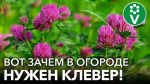 КЛЕВЕР КАК СИДЕРАТ: задушит болезни и вредителей, обогатит почву азотом! Плюсы и минусы клевера