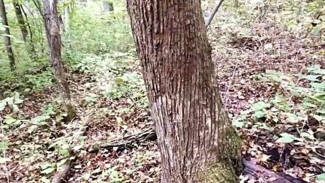 Женьшень. В тайгу за шишками. Сентябрь 2020. смотреть онлайн