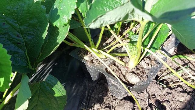 Делаем крепкую рассаду клубники которая даст товарный уражай уже в этом году