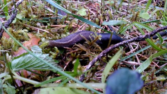 лесной слизень смотреть онлайн