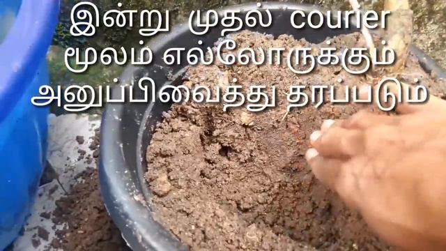 குறைந்த விலையில் இன்று முதல் தாமரை பூ கிழங்கு கிடைக்கும் தாமரை வளர்ப்பது எப்படி смотреть онлайн