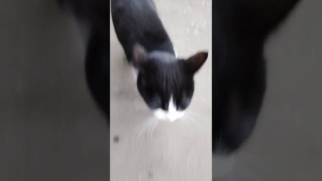 #смешныеживотные #животные #котики смотреть онлайн