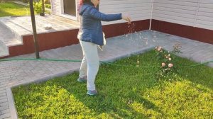 Бесплатные семена для газона - достать можно каждому