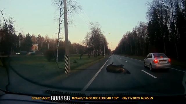 Сбитый лось. 08.11.2020. Приморское шоссе. СПб смотреть онлайн