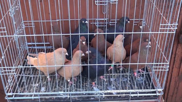 Пермские высоколетные голуби 16 ноября 2021 смотреть онлайн