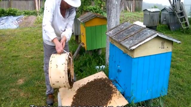 Рой пчел — роение и меры его предупреждения смотреть онлайн